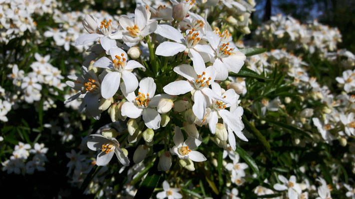 Prunkspiere - Exochorda macrantha 'The Bride'