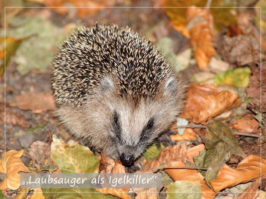 VISUELL VORGESTELLT IN BARGTEHEIDE- "DER GARTEN 2020 LEBT"