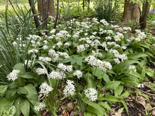 Bärlauch (Allium ursinum) - Amaryllisgewächse (Amaryllidaceae)‎