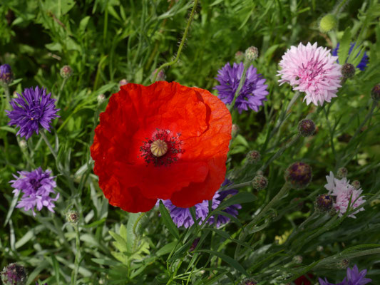 Gartenbotschafter John Langley - Bienen- und Augenweide - Foto Petra Schweim