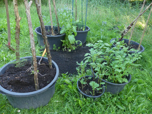 Foto: Petra Schwem - SCHNEXAGON® im Test - Gartenbotschafter John Langley®
