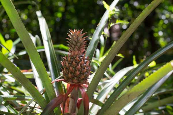 Ananas Pflanze (Dominikanische Republik), Anna Grünauer