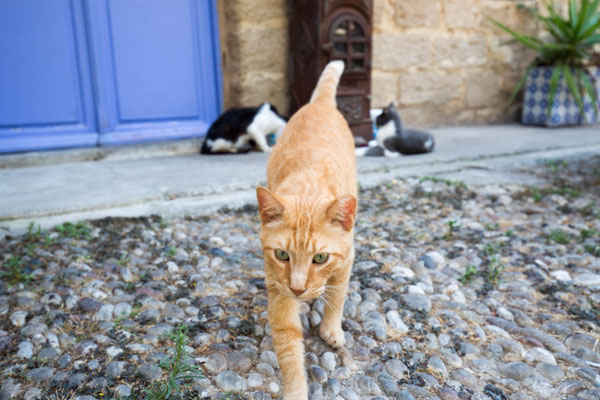 Rhodos Straßenkatze, photo: Anna Grünauer