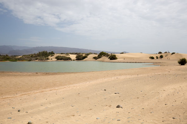 Oase Maspalomas, photo: Anna Grünauer