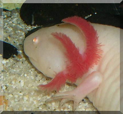 Die Farben der Axolotl - gold-schuppes Webseite!