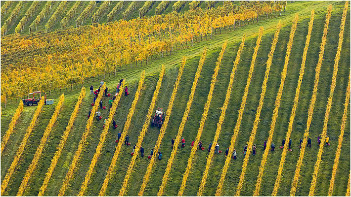 Wolfgang Hinz - Weinlese in der Steiermark