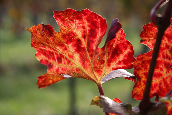 Blazic Hannelore, Herbst im Weingarten