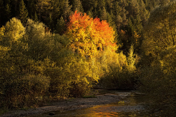 EBERLEIN Rainer, Herbst im Gurgltal bei Tarrenz - im Vordergrund die Gurgl