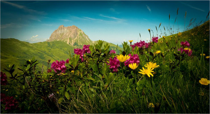 Wolfgang Hinz - Alpenblumen mit großem Rettenstein