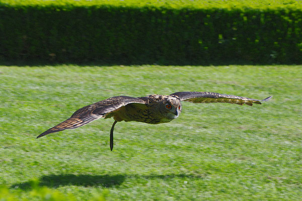 © Werner Staudner, Falke auf Schloß Rosenburg