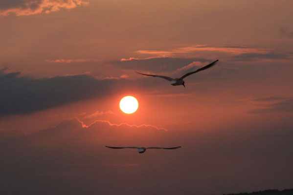 Lindl Hannes, Abendstimmung am Neusiedlersee