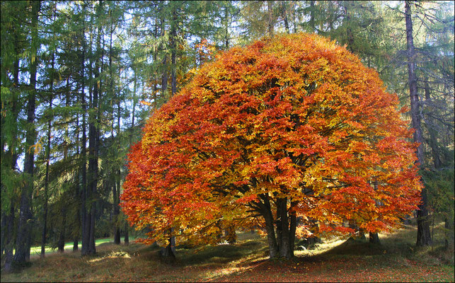 ÖGG Florian, Herbstwald am Holzleitensattel