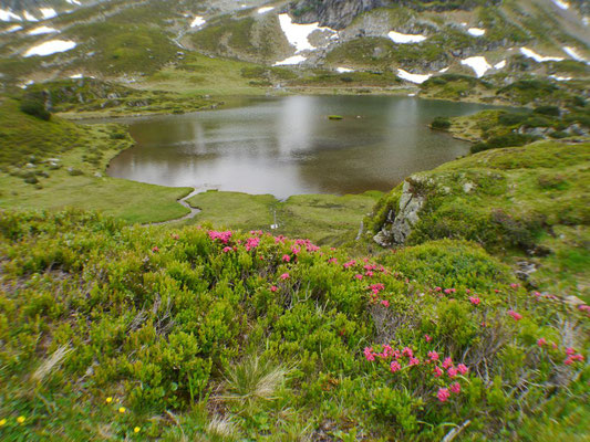 Siegfried Bamschabl - Almrauschblüte in den Tauern
