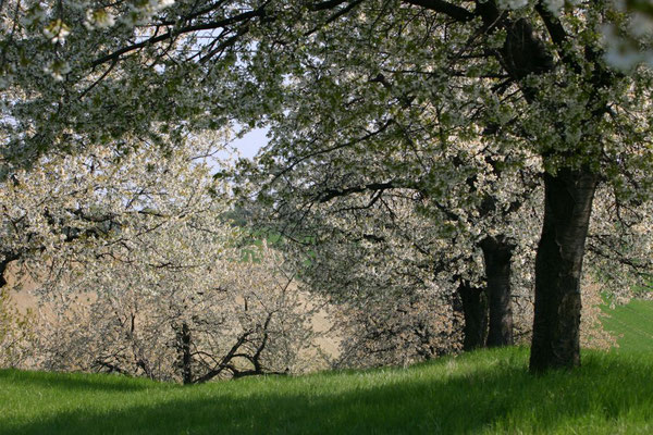 Horvath Josef, Kirschblüte bei Mattersburg