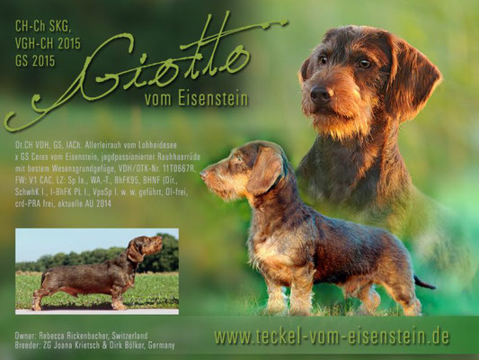 Giotto ist ein souveräner und selbstbewusster Rüde, kompromisslos und hart an Raub- und Schwarzwild, ruhig und gewissenhaft bei der Nachsuche, zuhause ein freundlicher und anhänglicher Familienhund, kinderlieb und besucherfreundlich.