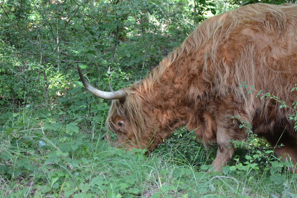 Schotse Hooglander tijdens een wandeling in de Kennemerduinen