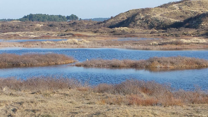 Tijdens de wandelcoaching wandelen we in de Kennemerduinen