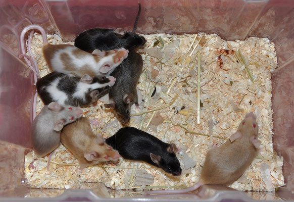 Bei diesem Foto waren die Mäuse nur kurzzeitig während Reinigungsarbeiten untergebracht!