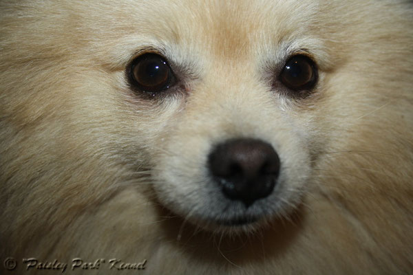 Pomspitz Size