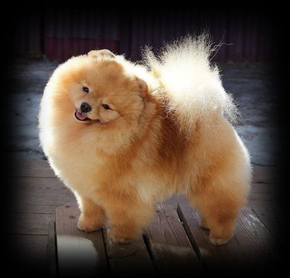 Dies ist ein typvoller Zwerg- oder Pomeranian-Spitz. Er ähnelt einem fluffigen Bärchen.