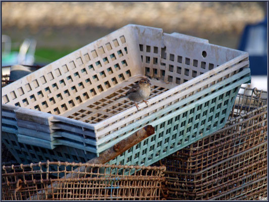 Moineau sur mannes à quai au port ostréicole de La Teste de Buch (Bassin d'Arcachon)