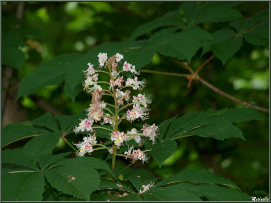 Marronnier d’Inde ou Marronnier Commun en fleurs, flore Bassin d'Arcachon (33)