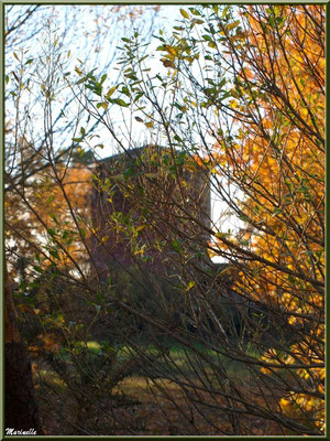 Le Moulin de Cantarrane derrière la végétation automnale, Sentier du Littoral Bassin d'Arcachon 