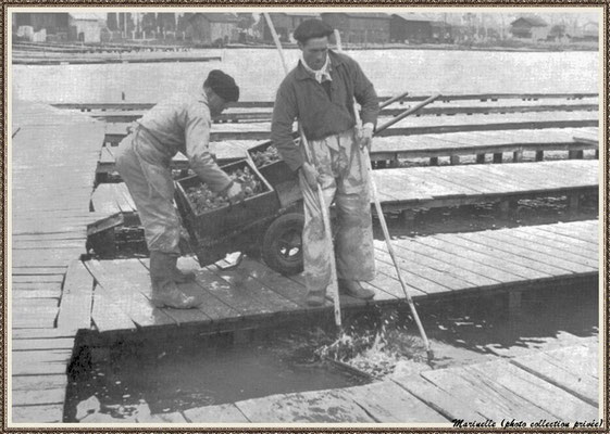 Levage des casiers d'huîtres dans un réservoir au port