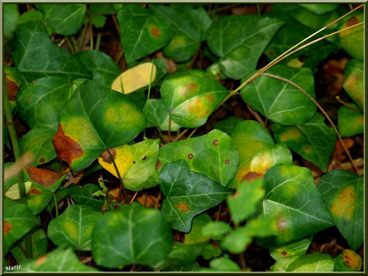 Feuilles de Lierre en début d'automne, flore Bassin d'Arcachon (33)