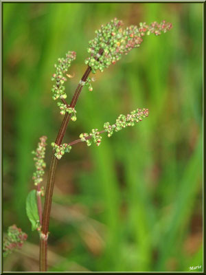 Oseille des Prés ou Oseille Commune ou Rumex, flore Bassin d'Arcachon (33)