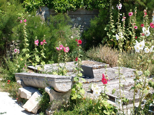 Le cimetière marin ou ancien cimetière à Talmont-sur-Gironde (Charente-Maritime) à la saison des roses trémières (courant juillet)