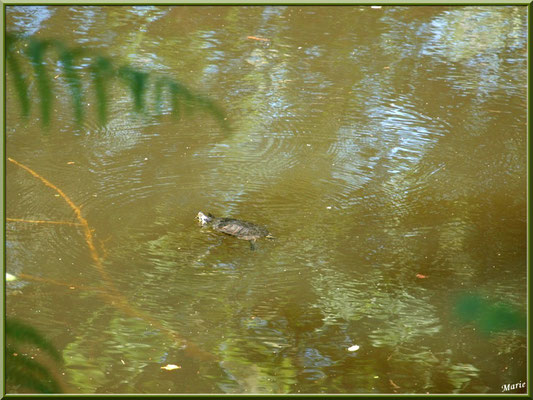 Tortue de Floride nageant au fil du Canal des Landes au Parc de la Chêneraie à Gujan-Mestras (Bassin d'Arcachon)