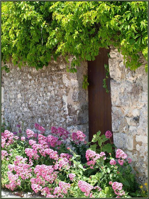 Porte ancienne à la treille et valérianes à Talmont-sur-Gironde (Charente-Maritime)