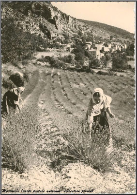 Cueilleuse de lavande (carte postale ancienne, collection privée) 