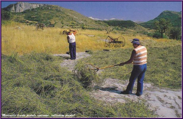 Ramassage de la lavande coupée (carte postale ancienne, collection privée) 