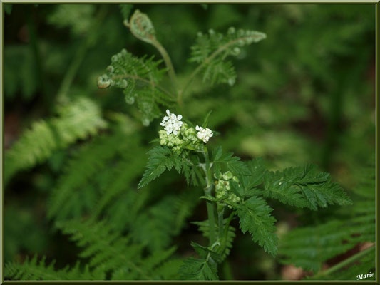 Grande Ciguë ou Ciguë de Socrate ou Ciguë officinale ou Ciguë tachetée ou Fenouil sauvage, flore sur le Bassin d'Arcachon (33)