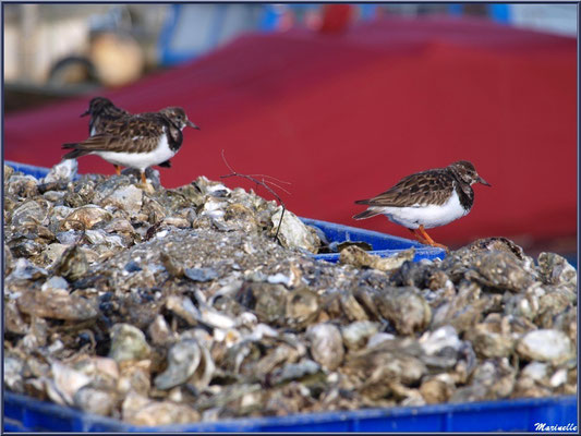 Tournepierres sur un tas de coquilles d'huîtres 