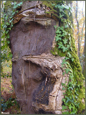 Tronc d'un Chêne Liège centenaire en forêt de Malakoff (Le Teich), flore Bassin d'Arcachon (33)
