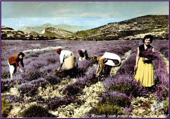 Cueillette de la lavande (carte postale ancienne, collection privée)  