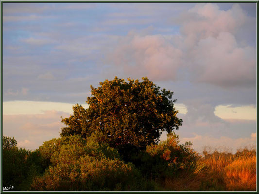 Dernier rayon du soleil sur les arbres du port
