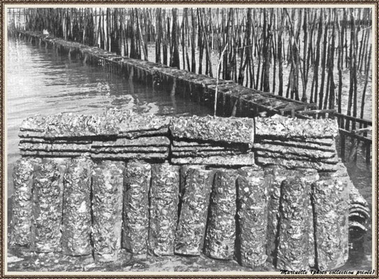 Tuiles et leur naissain d'huîtres sur un parc