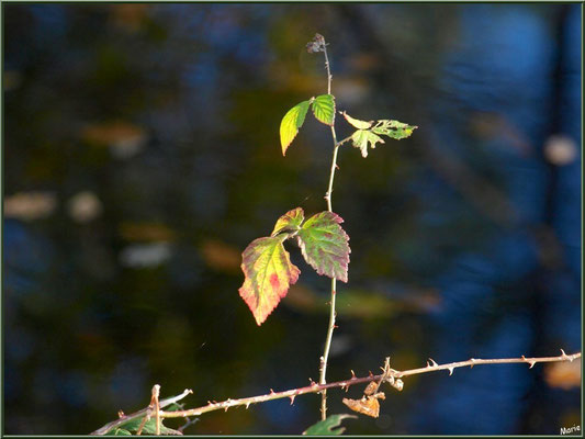 Feuilles de Roncier en tenue automnale, flore Bassin d'Arcachon (33) 