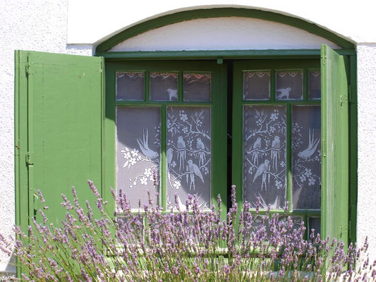 Fenêtre aux volets verts et aux lavandes à Talmont-sur-Gironde (Charente-Maritime)