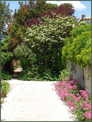 Ruelle fleurie à Talmont-sur-Gironde (Charente-Maritime)