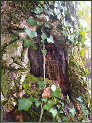 Tronc d'un Chêne Liège centenaire en forêt de Malakoff (Le Teich), flore Bassin d'Arcachon (33)