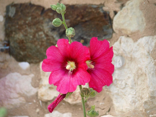 Roses trémières dans une ruelle à Talmont-sur-Gironde (Charente-Maritime) 