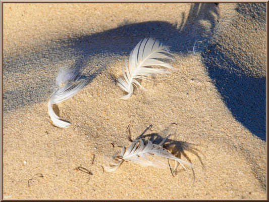 Plumes sur le sable