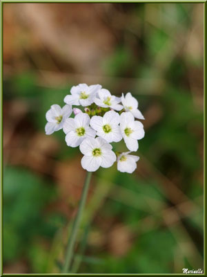 Cardamine des prés ou Cresson des prés ou Cressonnette, flore sur le Bassin d'Arcachon (33) 