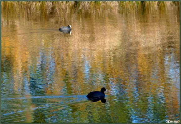 Foulques et reflets hivernaux dans un réservoir sur le Sentier du Littoral côté Bassin, secteur Moulin de Cantarrane, Bassin d'Arcachon