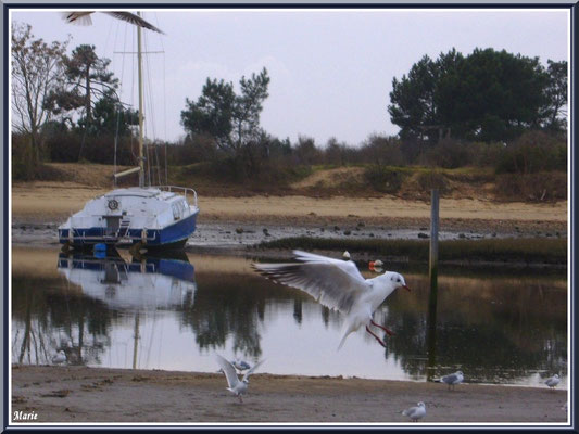 Bateaux et mouettes